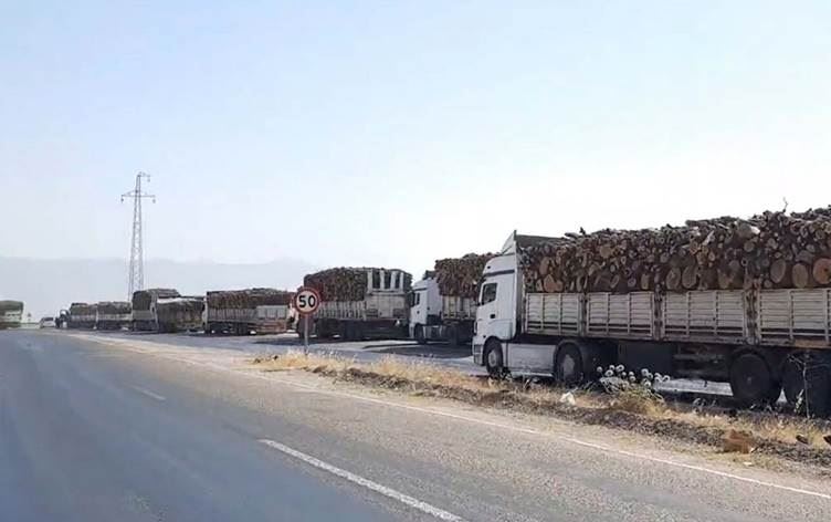 Şırnak Barosu’ndan ağaç kıyımı tepkisi: ‘Talana karşı hukuki süreç başlatılacak’