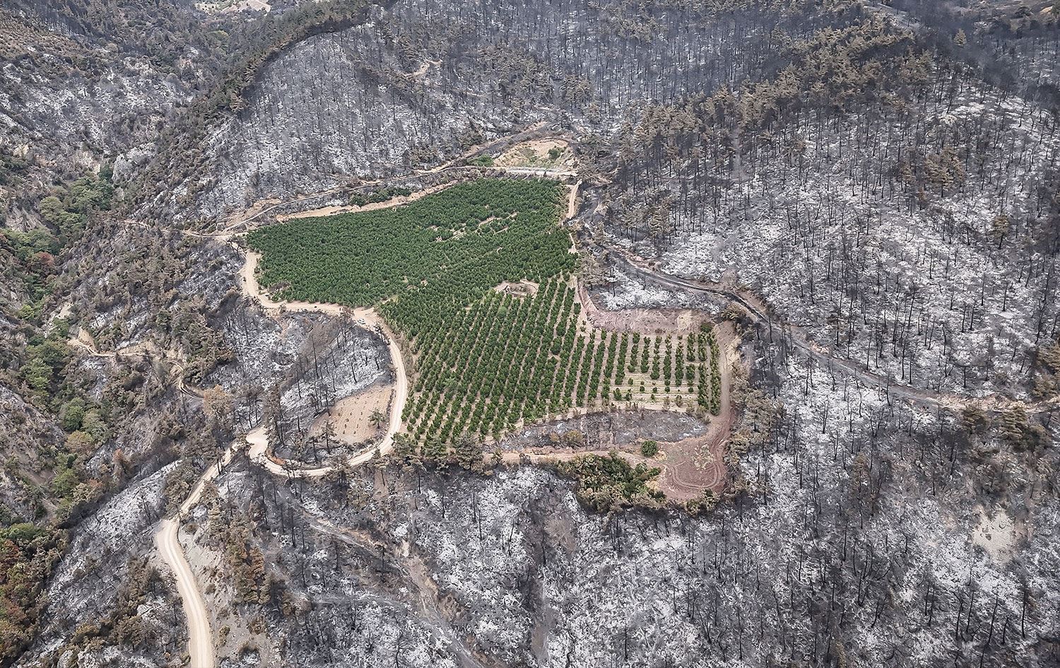 Baxê fêkiyan / Wêne: AA