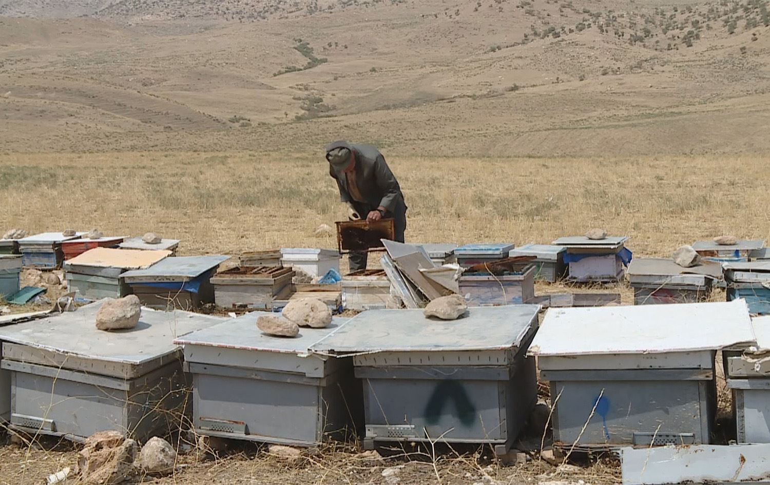 گەرما سەدان پوورەی هەنگ لە ئاکرێ لەنێودەبات