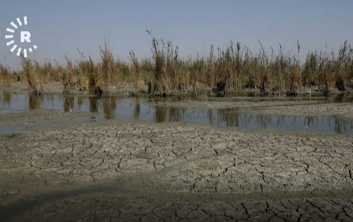 زیادبوونی خوێ لە زۆنگاوەکانی زیقار، ژمارەی گامێشەکانی لە ناوچەکە کەمکردووەتەوە