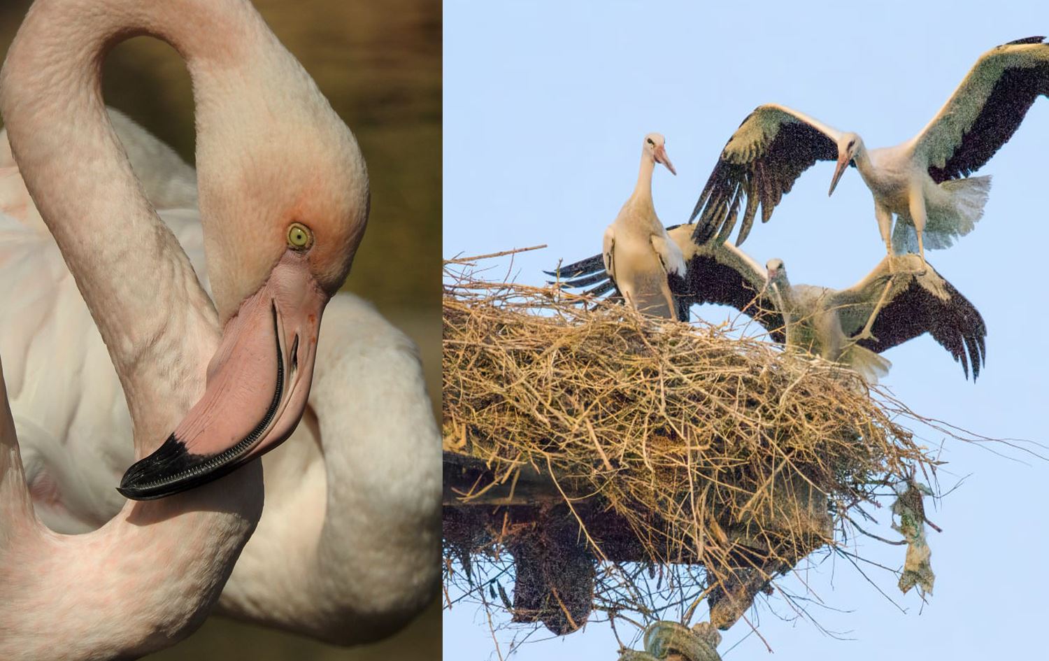 الباحث كامل الفياضي لرووداو: طيور العراق في خطر جراء الاهمال وبيئة اقليم كوردستان هي الأفضل