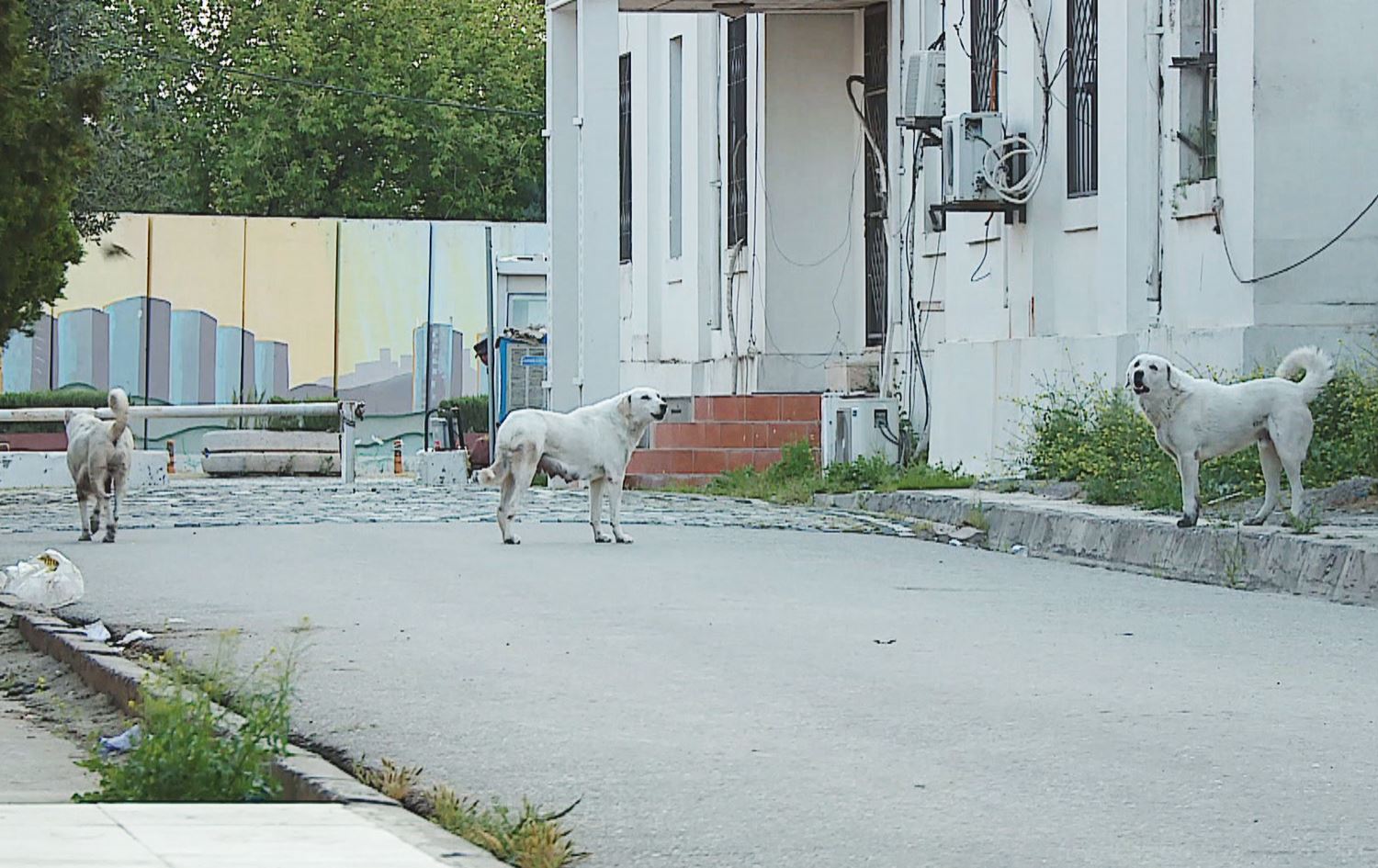نەخۆشخانەی فریاکەوتنی رۆژئاوای هەولێر: مانگی رابردوو 107 گەستراوی سەگ و مار تۆمار کراون