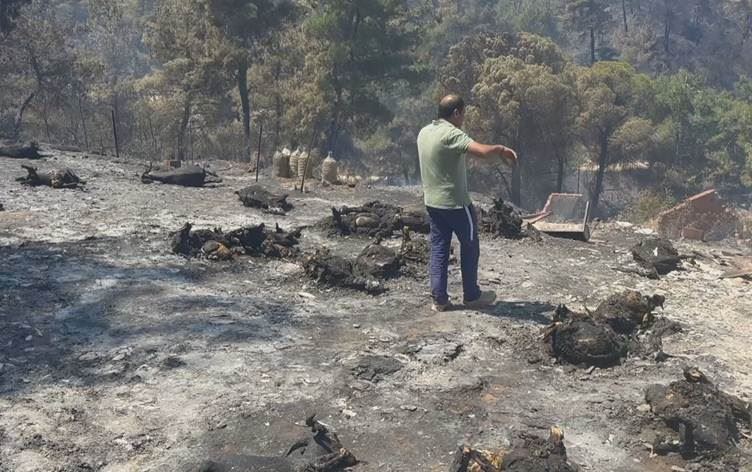 ÇANAKKALE - Vanlı aile 20 yılda biriktirdiği her şeyi orman yangınında kaybetti
