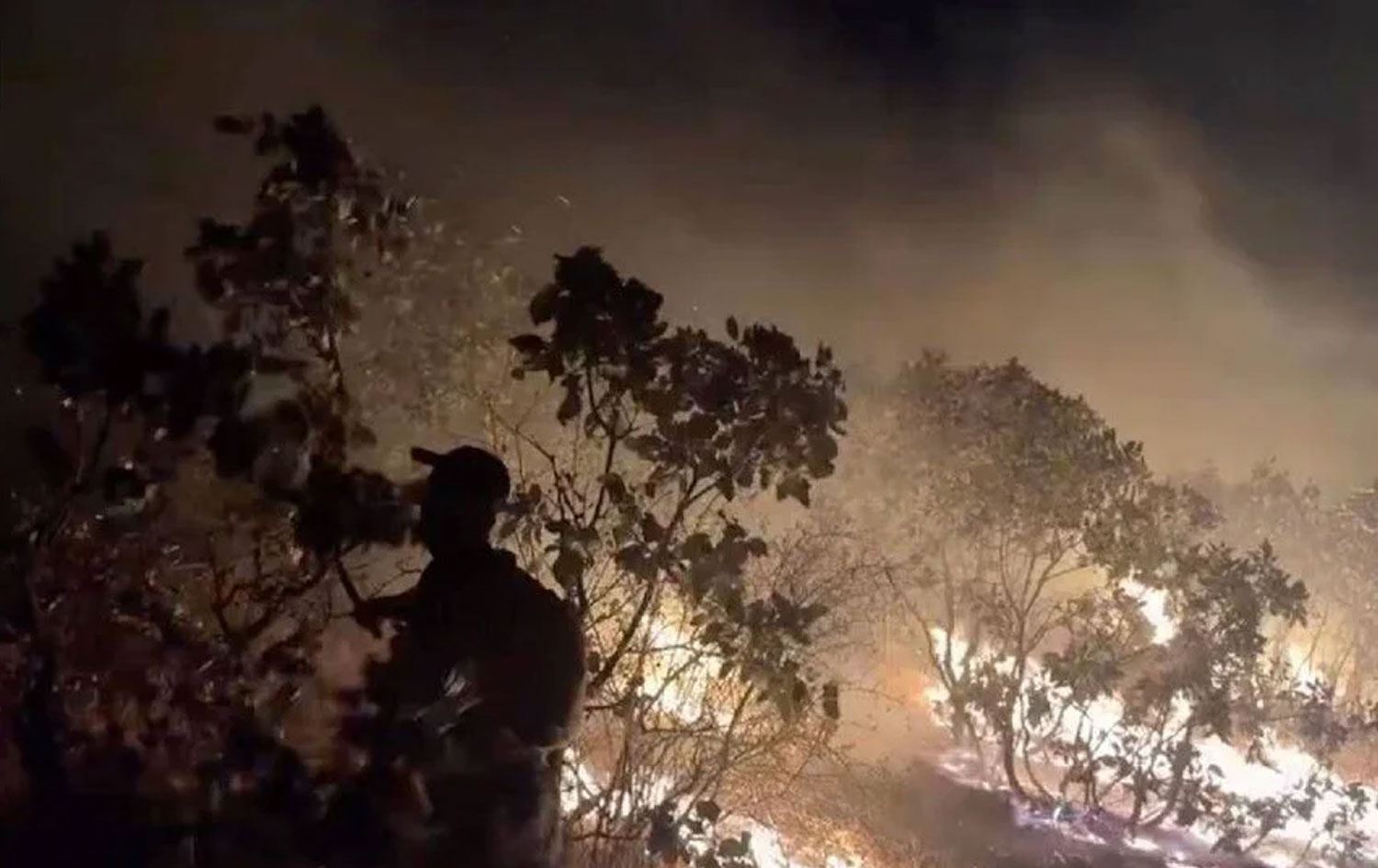 Agir bi daristanê ketibû / Wêne: AA