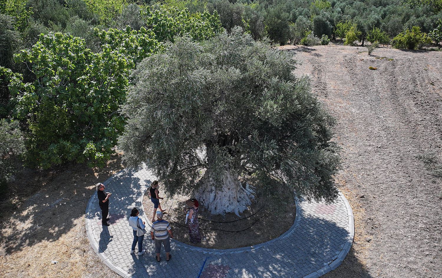 1316 yaşındaki zeytin ağacı, ihtişamlı görüntüsüyle dikkati çekiyor - AA