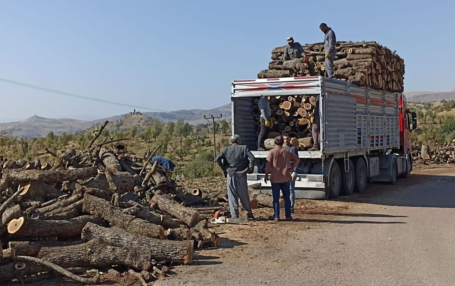 Kesilen ağaçlar tırlarla taşınıyor - Arşiv