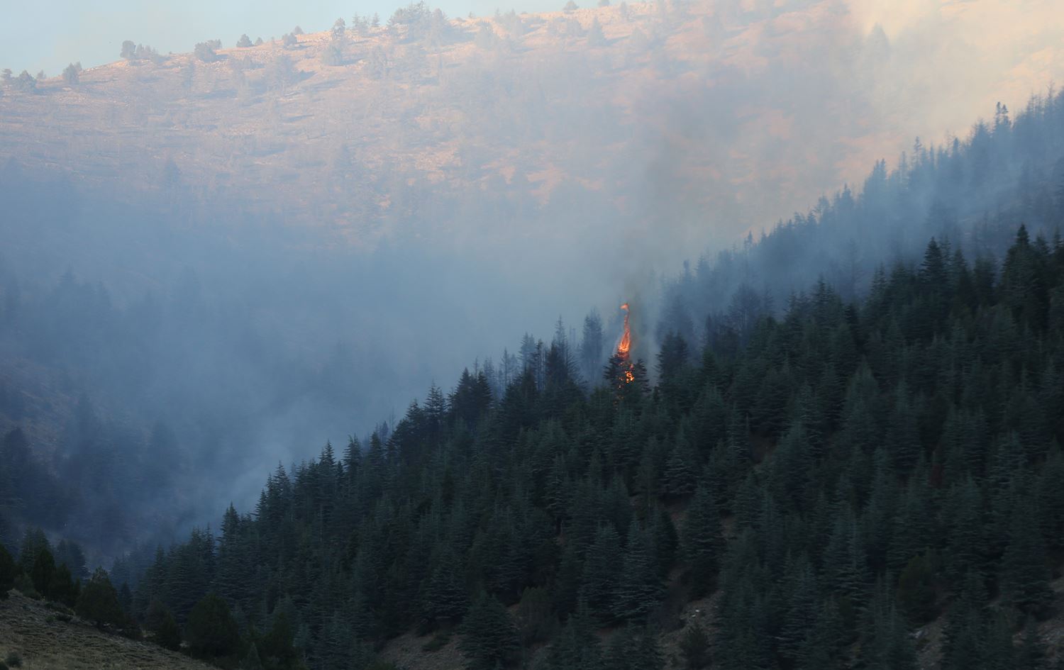 Agirê daristanên Mereşê\ Wêne: AA