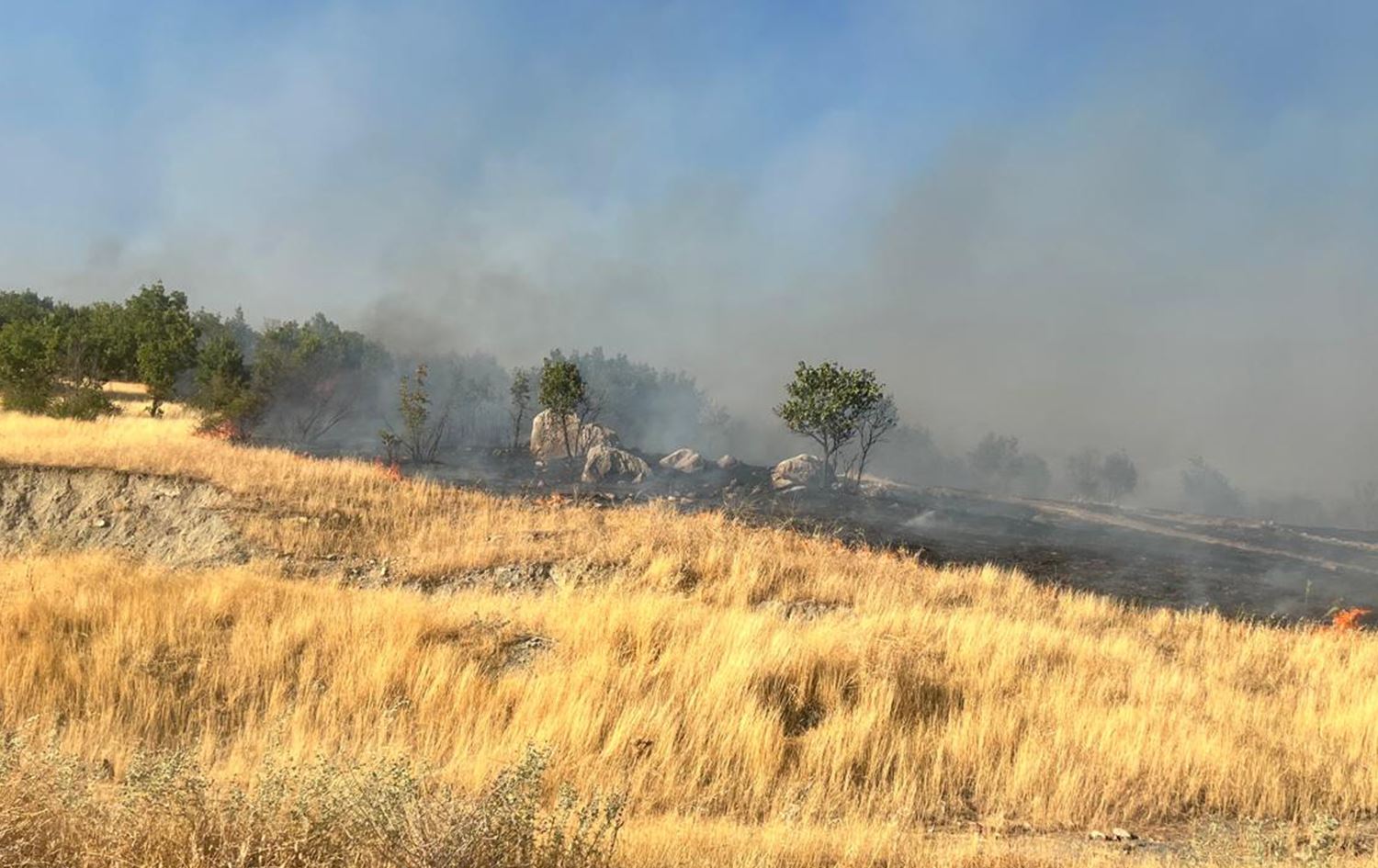 Agirê daristanên Amedê\ Wêne: AA