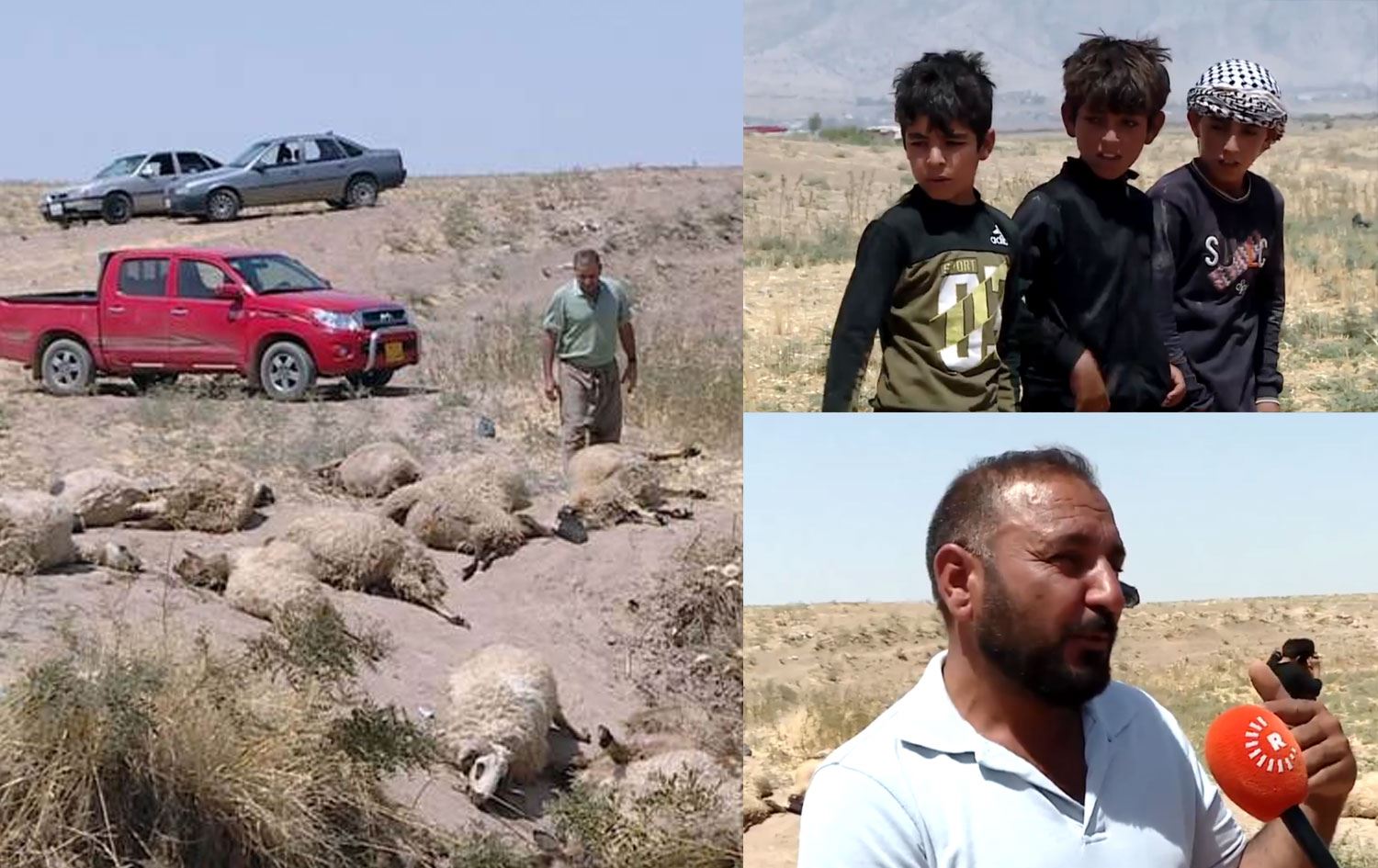 Musul’un Baadre nahiyesinde kurtların koyun sürüsüne saldırması sonucu 108 koyun telef oldu, 50’den fazla koyun da yaralandı