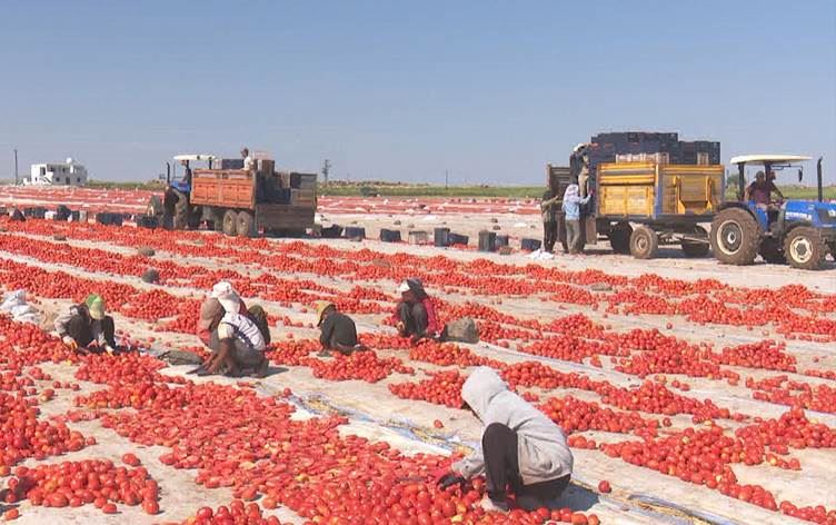 Kamera: Muhammed Kanevi / Rûdaw