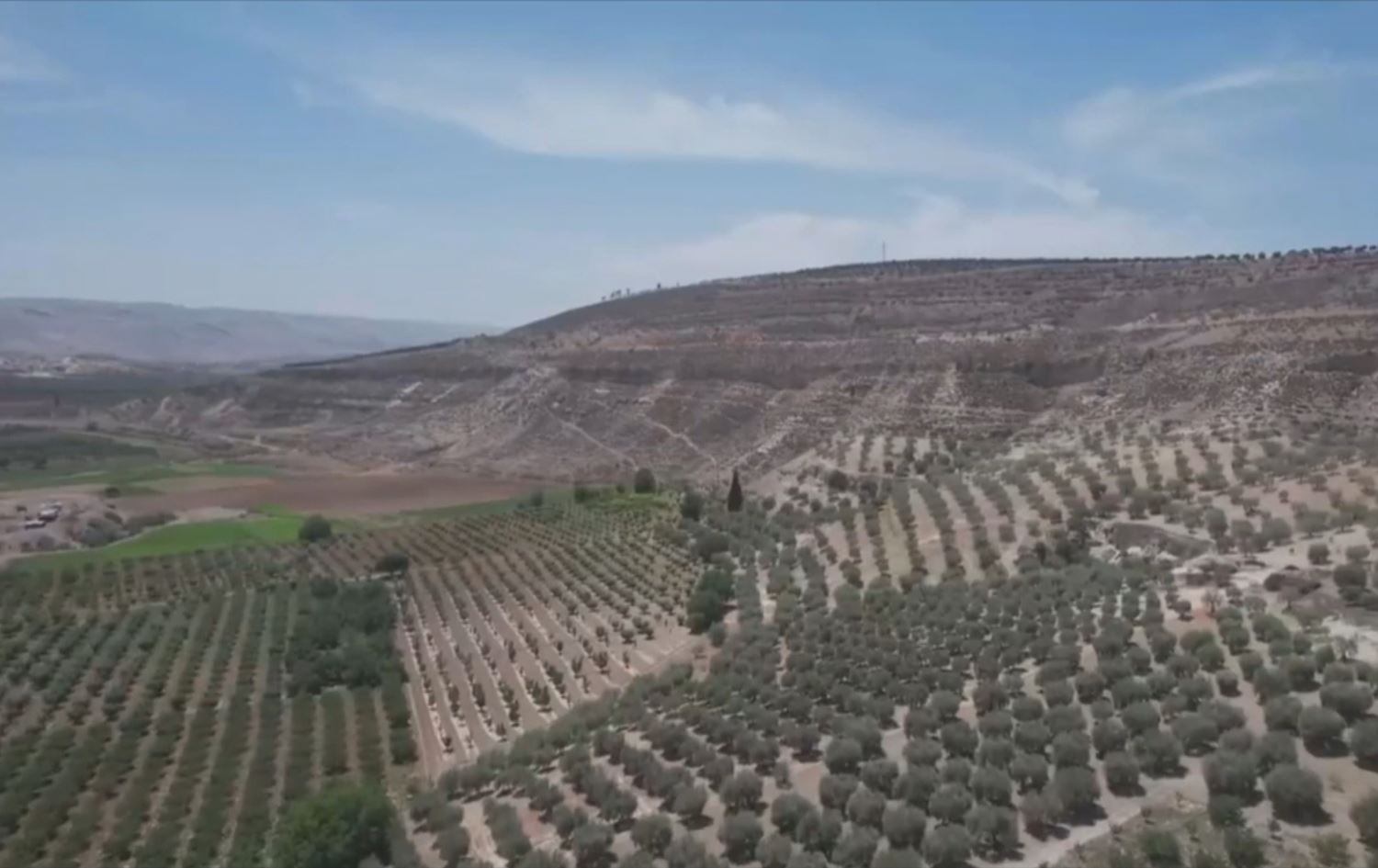 Zeviyên herêma Efrînê /Wêne: Ji vîdeoyê