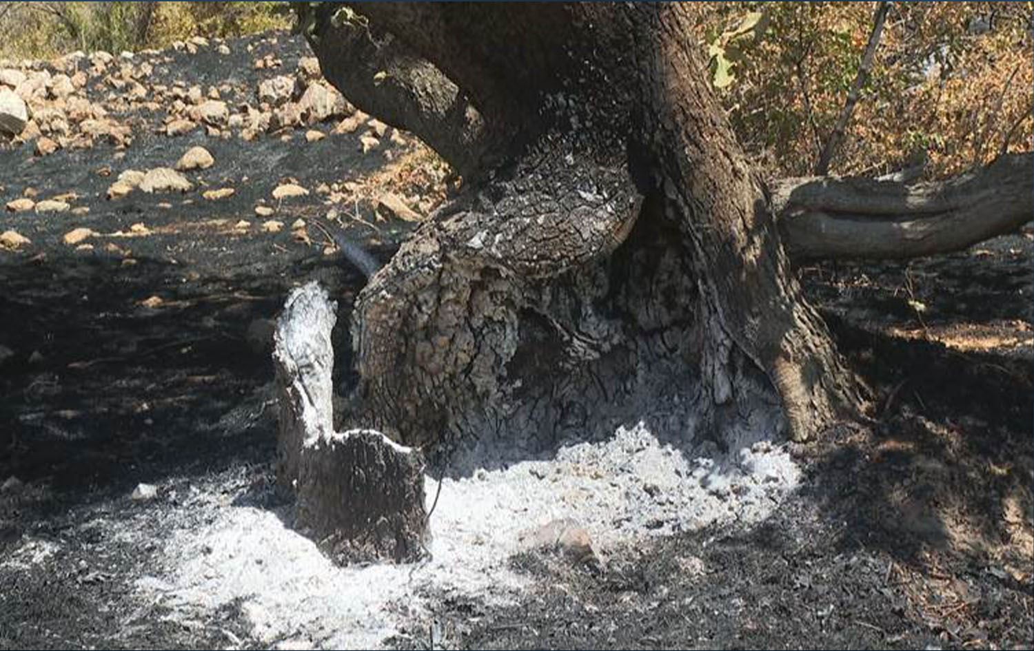 Halepçe'deki yangın felaketi: İki can aldı, onlarca ailenin geçim kaynağı kül oldu   