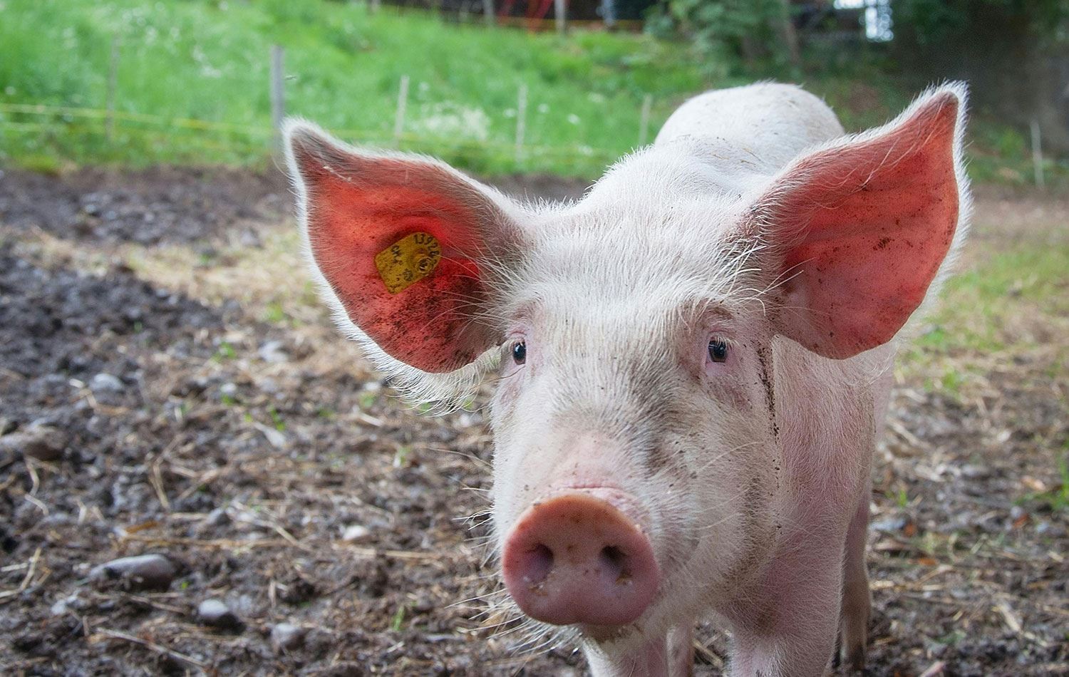 Foto: Foto: www.istockphoto.com