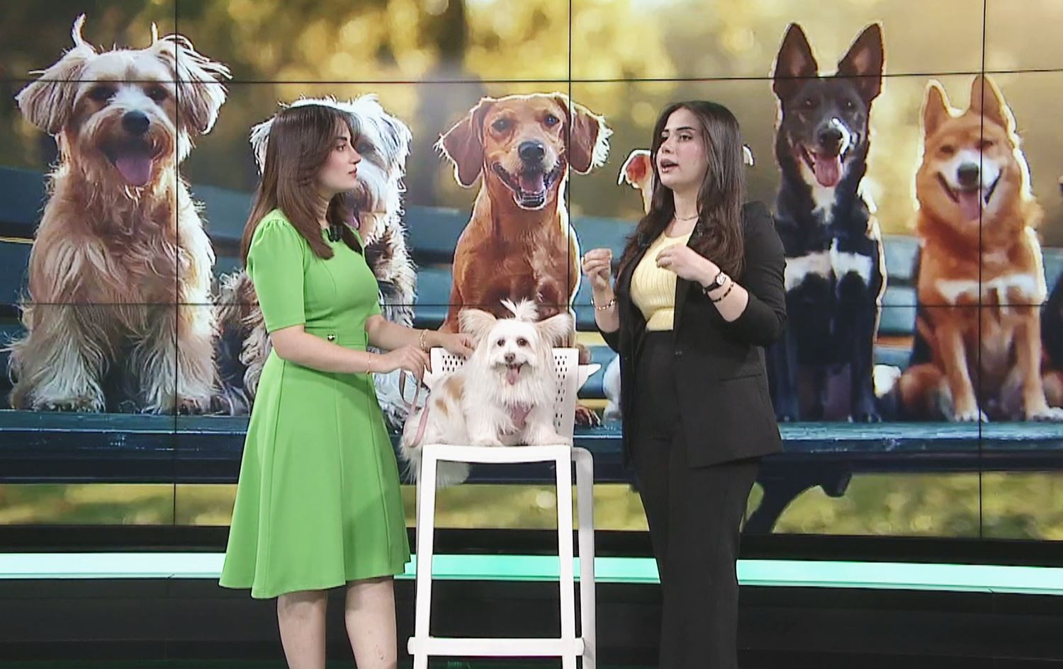 پزیشکێکی ڤێتێرنەری: سەگ دەتوانێت نەخۆشیی خاوەنەکەی بە هەستی بۆنکردنی دەستنیشان بکات