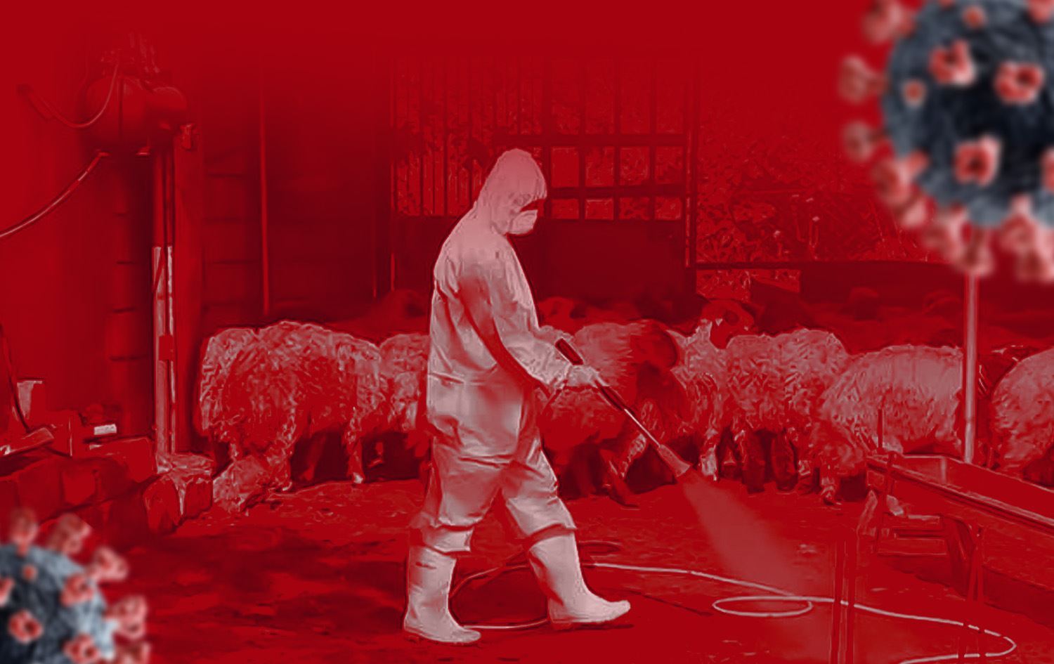 وەزارەتی تەندروستی: تووشبوویەکی نوێی تای خوێنبەربوون لە دهۆک تۆمار کرا