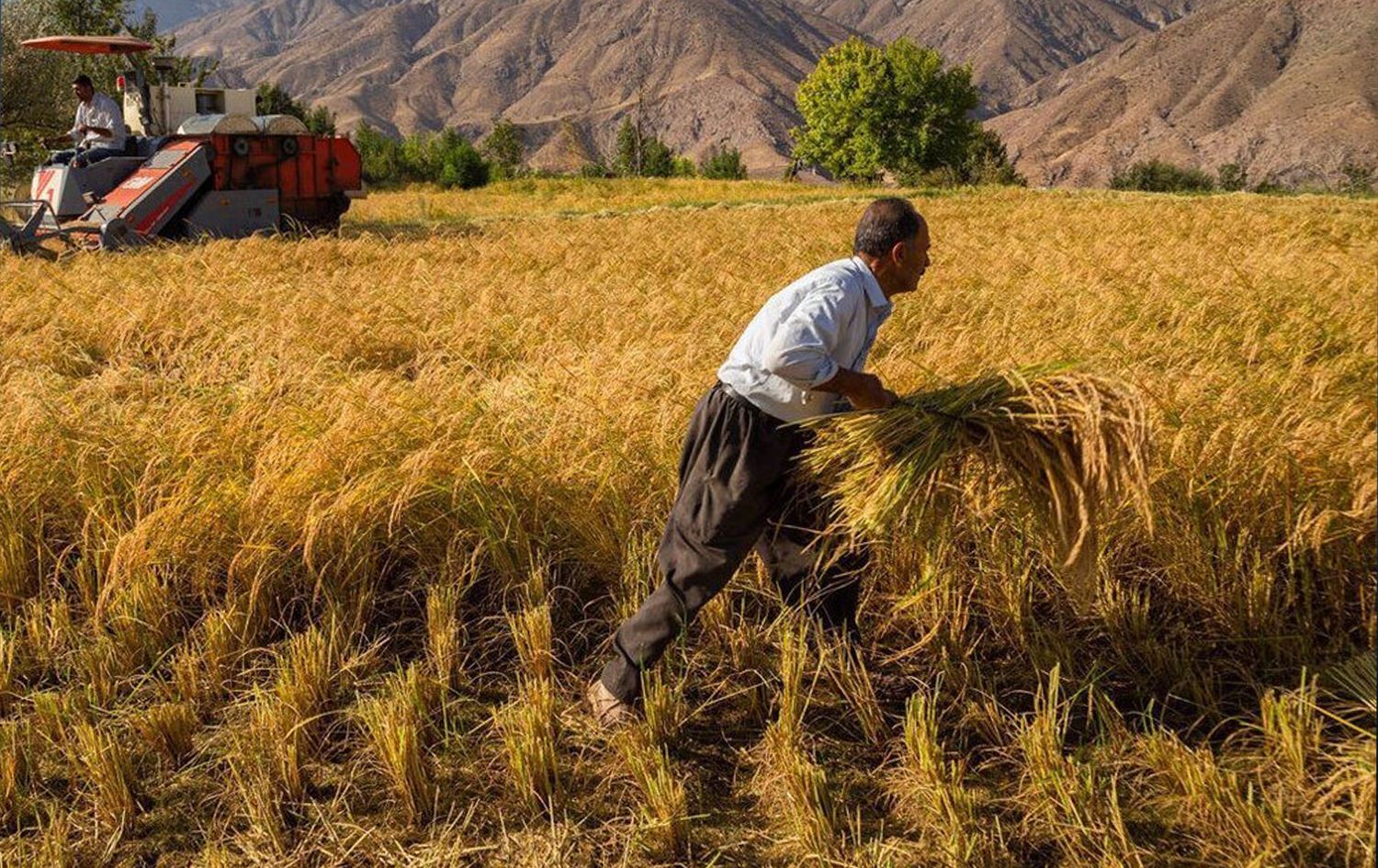 Cotkarek dixebite / Wêne: Arşîv