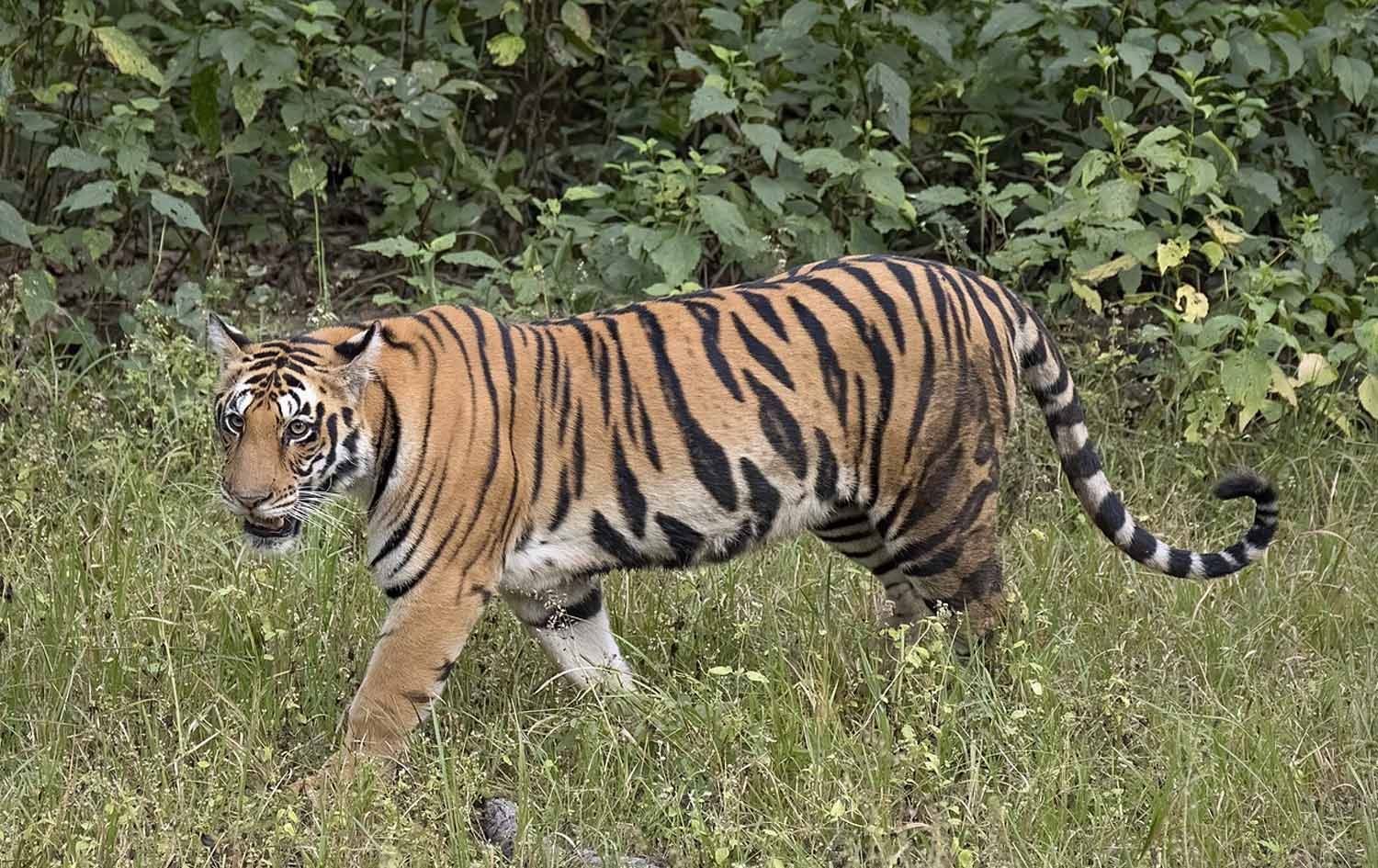 Piling / Wêne: Arşîv