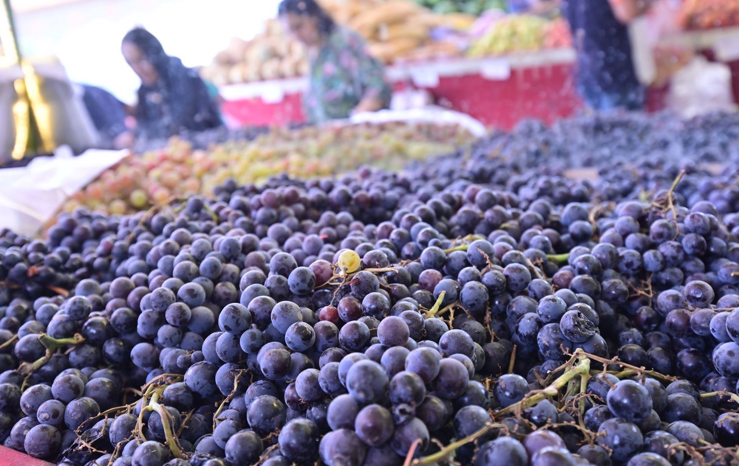 Drought wipes out bulk of Erbil's summer agricultural produce