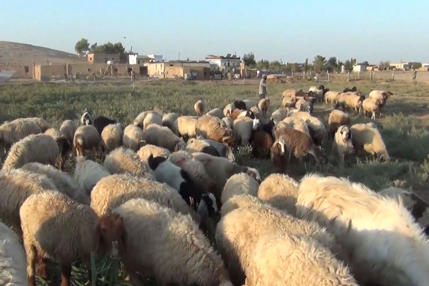 دوو برا لە عاموودا گیایەکی جیاواز بۆ ئاژەڵەکانیان دەچێنن