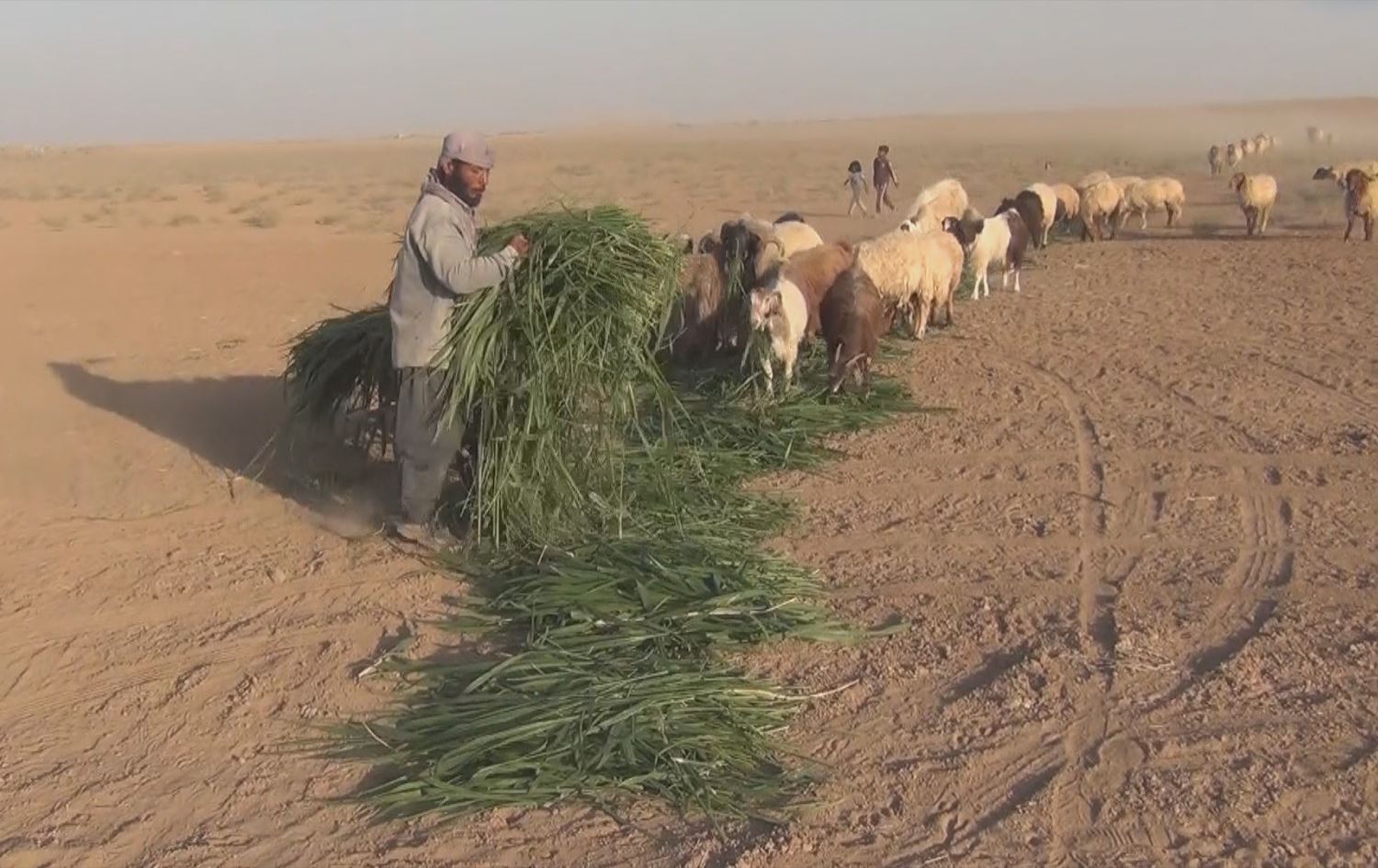 Şivan giyayê Ponikum dide pezê xwe/Wêne: Ji vîdeoyê