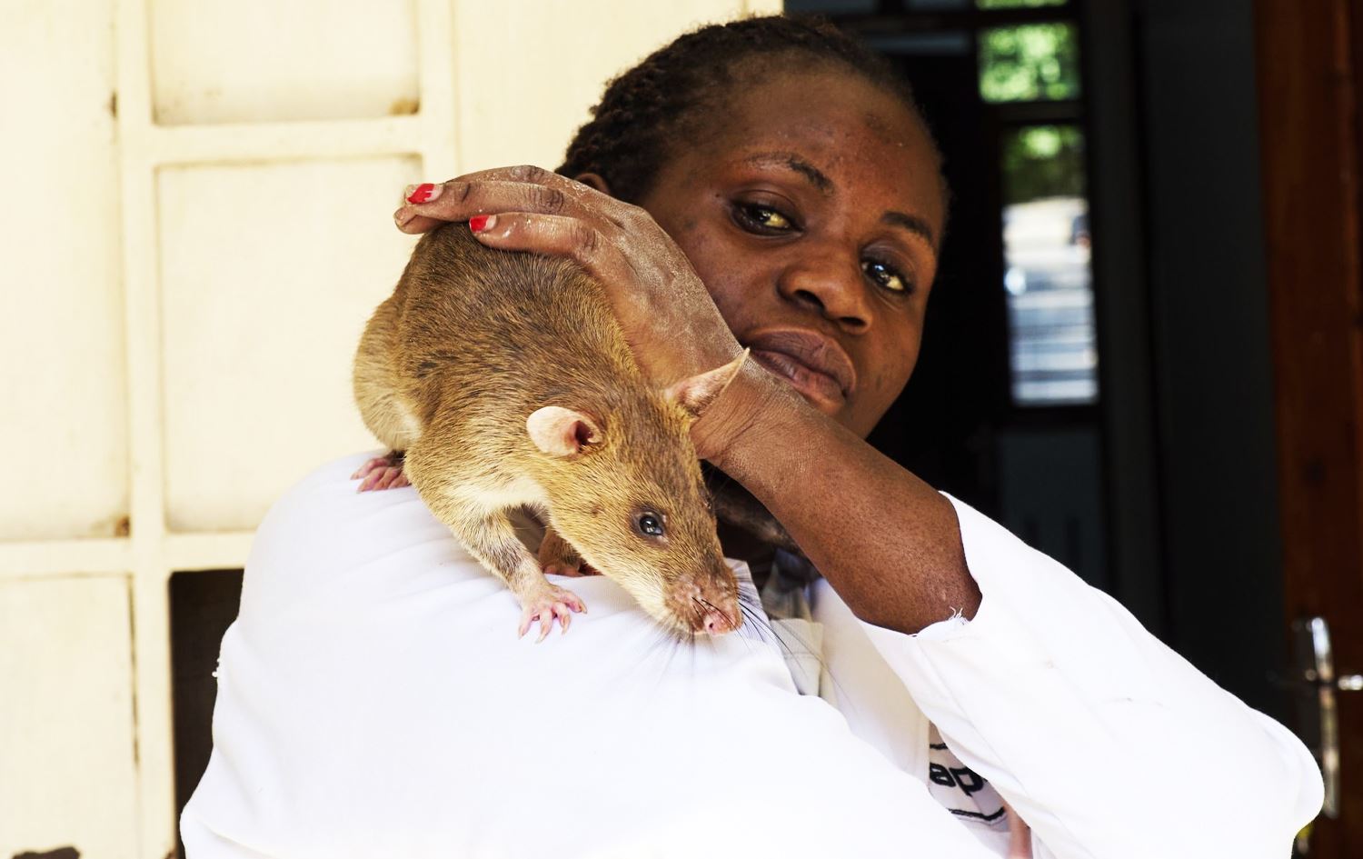 لە ئەفریقا جرج رادەهێندرێت کە تووشبووی نەخۆشیی سیل بناسێتەوە