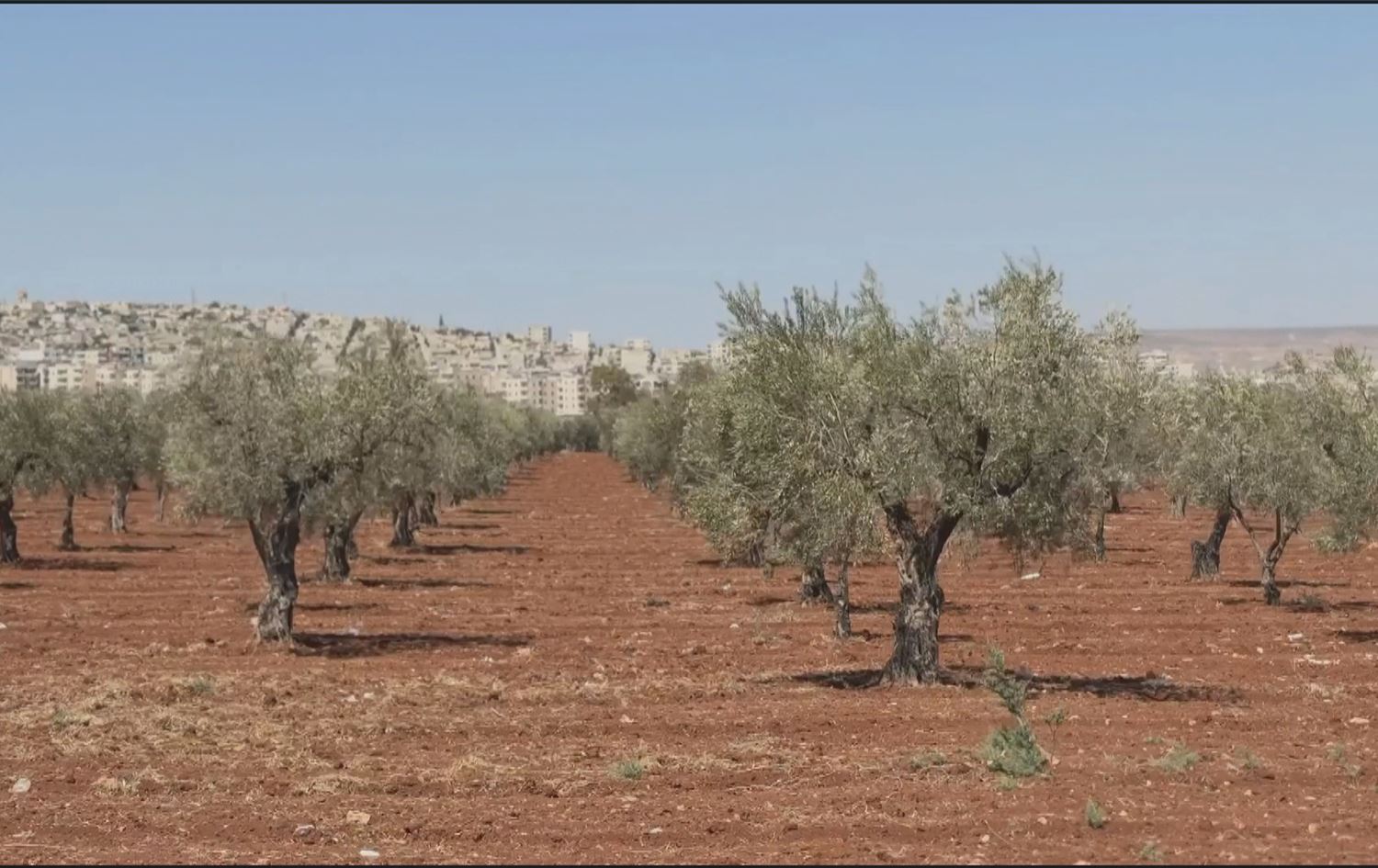 Darzeytûnên Efrînê / Wêne: Ji dîmenan hatiye girtin
