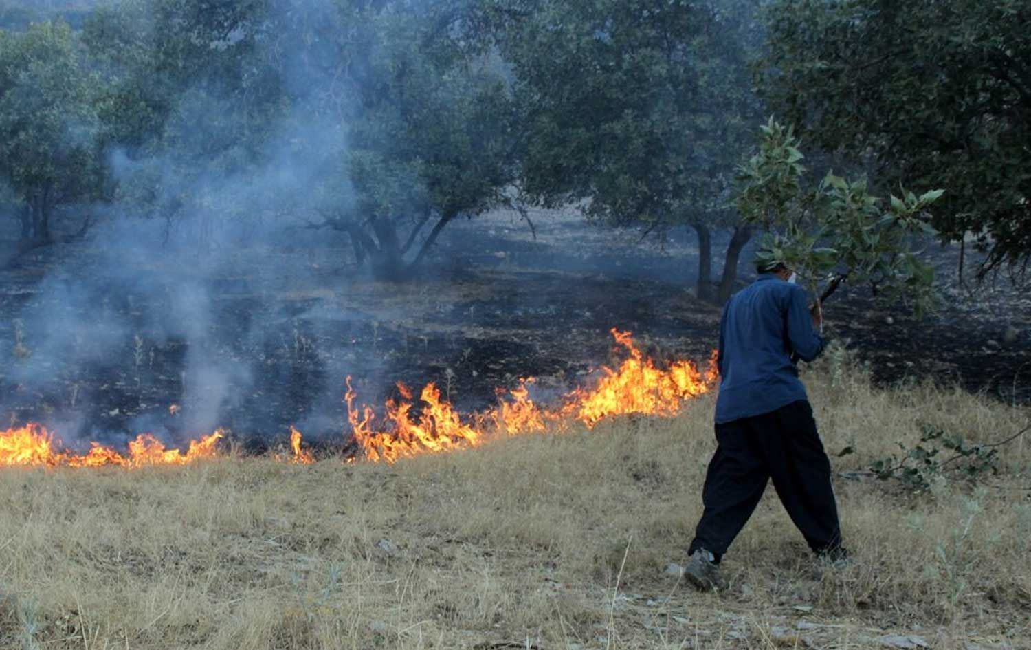 Dema vemirandina agirekî daristanên Îlamê\ Wêne: IRNA