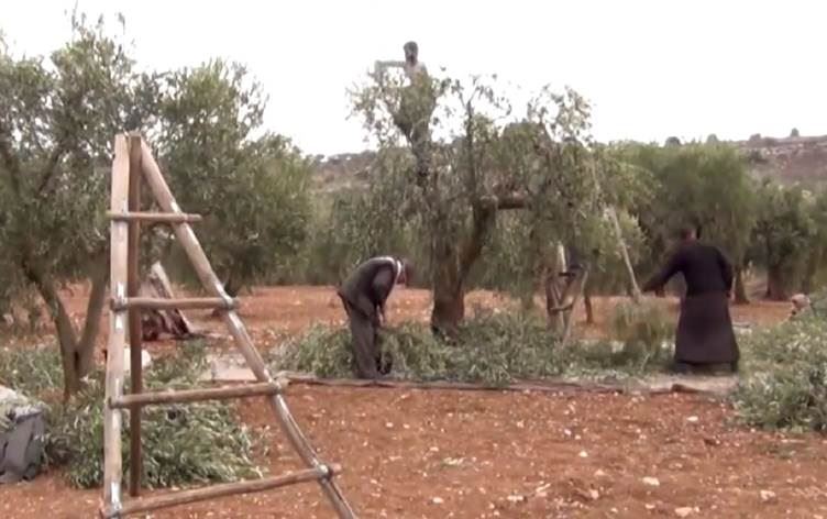 Komkirina zeytûnan ji aliyê komên çekdar ve /Wêne: Arşîv