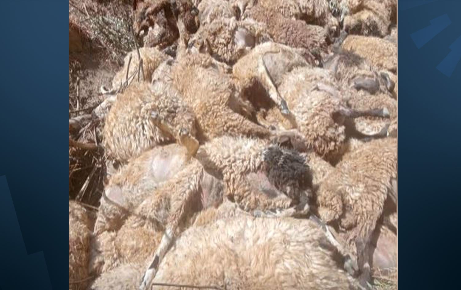 لە وان 1500 مەڕ دوای مەڕێک دەکەون و لە بەرزاییەک خۆیان فڕێدەدەنە خوارەوە