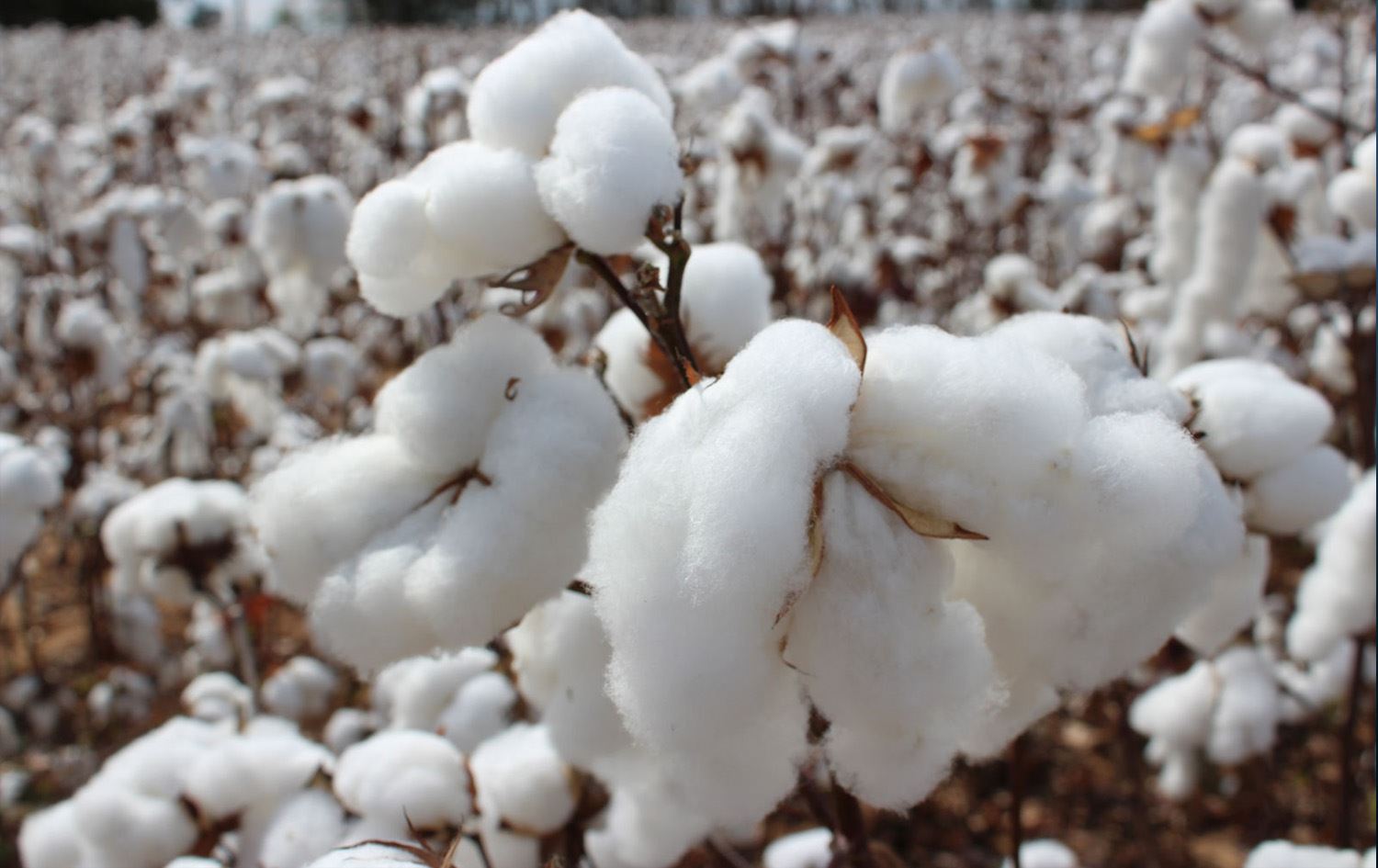 Zeviya pembo / Wêne: Arşîv