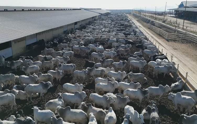 Komeke golikan li çewligekê Herêma Kurdistanê\ Wêne û Vîdeo: Rûdaw