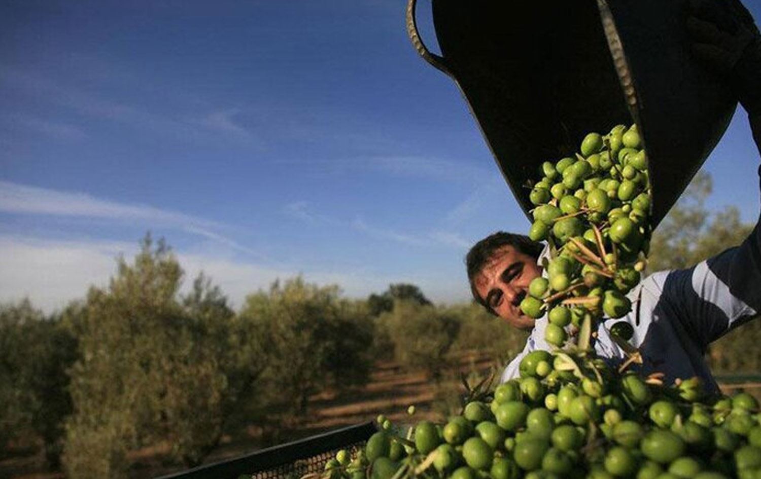 Kesek zeytûnan berhev dike