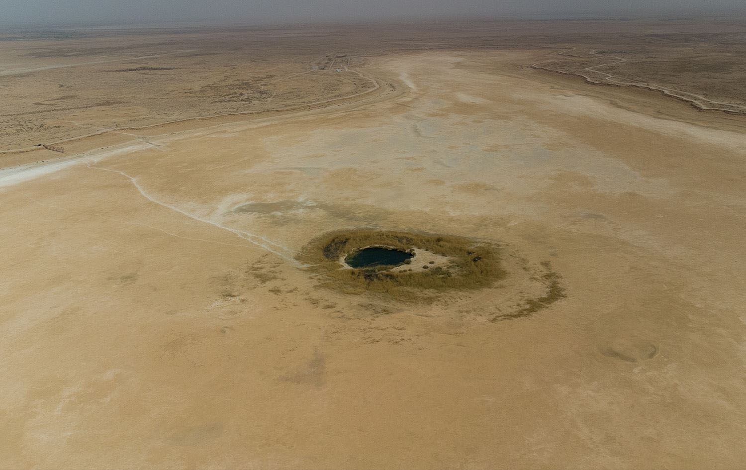 Iraq lost one million trees in two years, environmentalists say