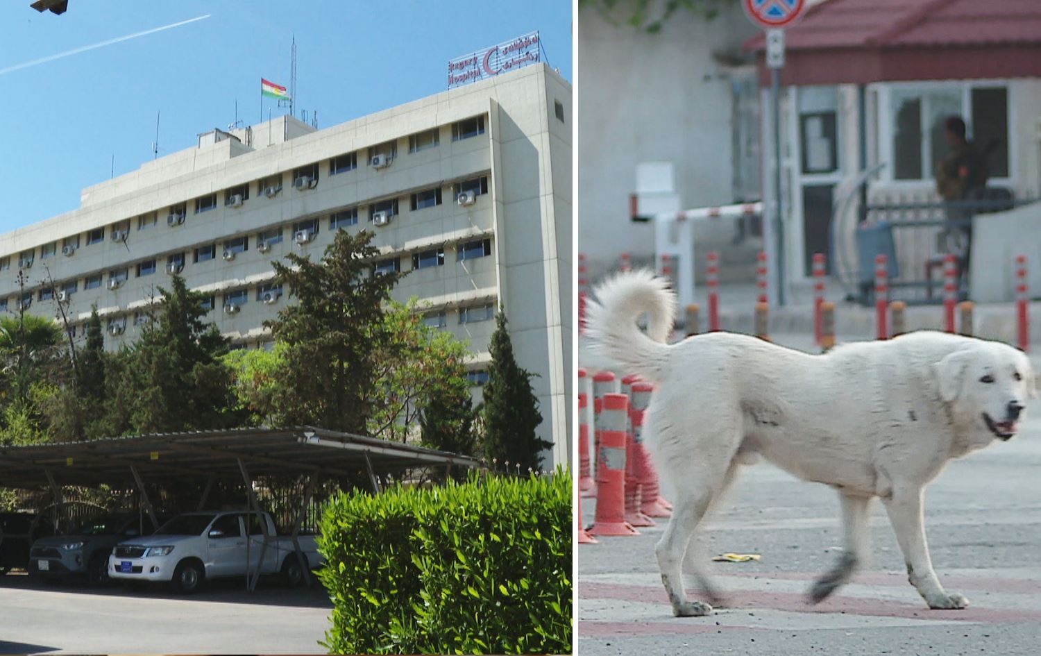 نەخۆشخانەی رزگاری لە هەولێر: تەنیا لە مانگی رابردوودا 90 گەستراوی سەگ تۆمار کراون