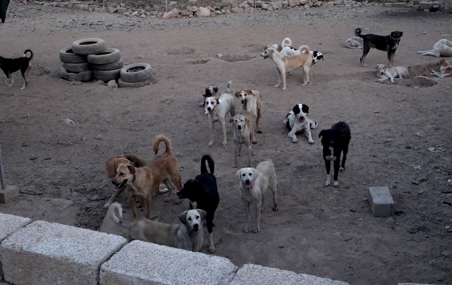 Some embrace dogs in Erbil, while others want to keep them at bay
