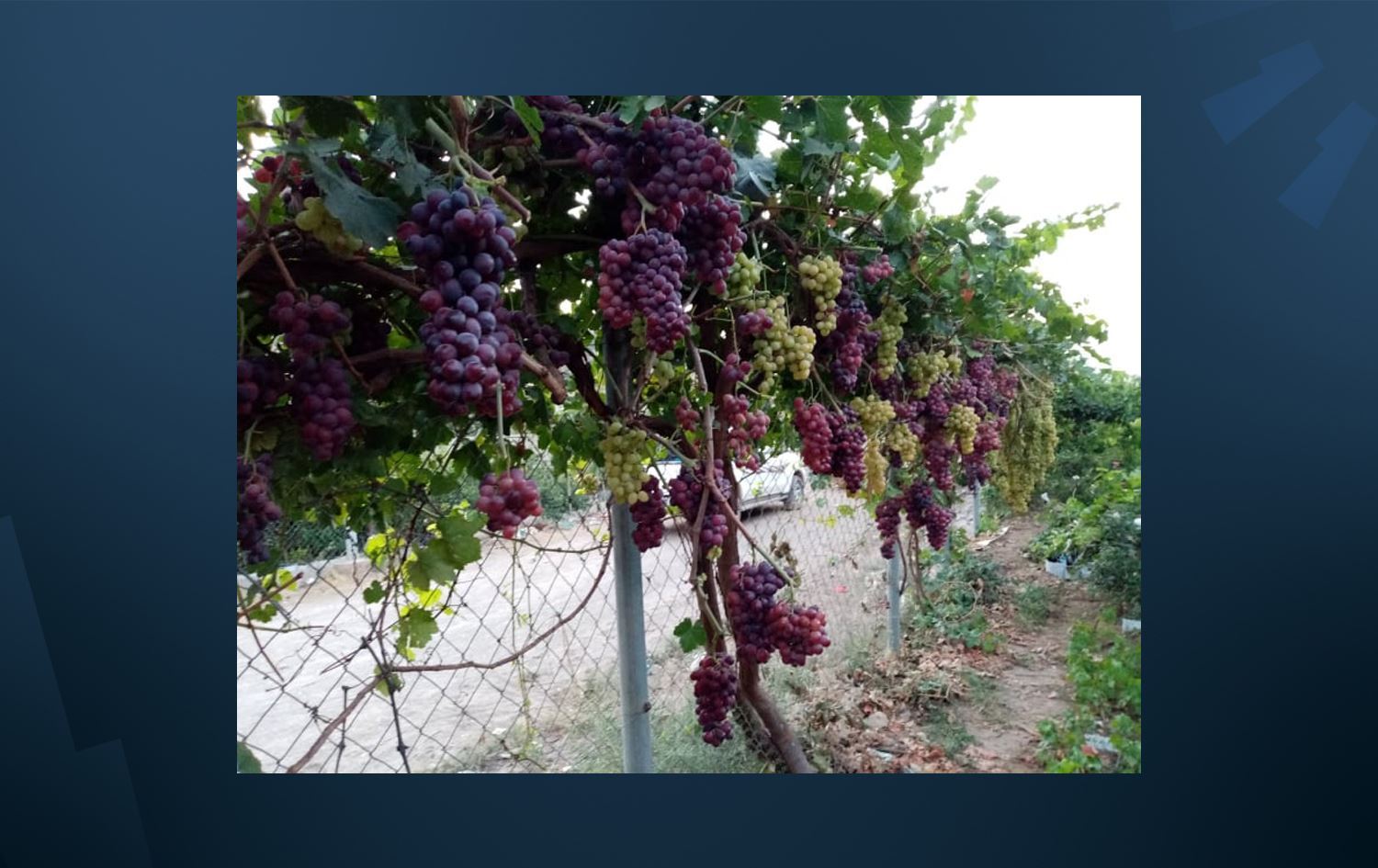 کشتوکاڵی ورمێ: دەکرێت ئەم ساڵ 220 هەزار تۆن ترێمان هەبێت