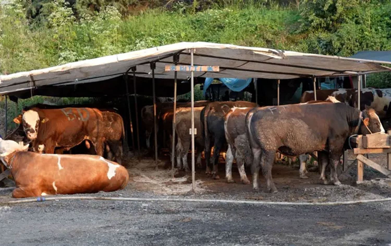 Bazareke ajelan a li Stenbolê / Wêne: BBC- Arşîv 