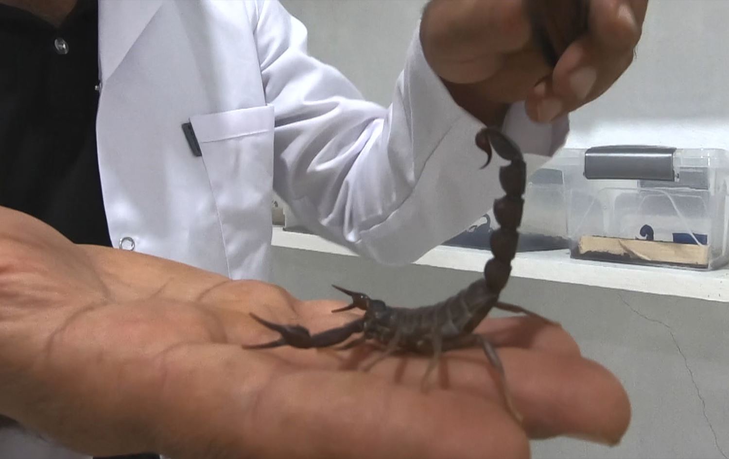 Kurdish farmer milks scorpions for lucrative venom