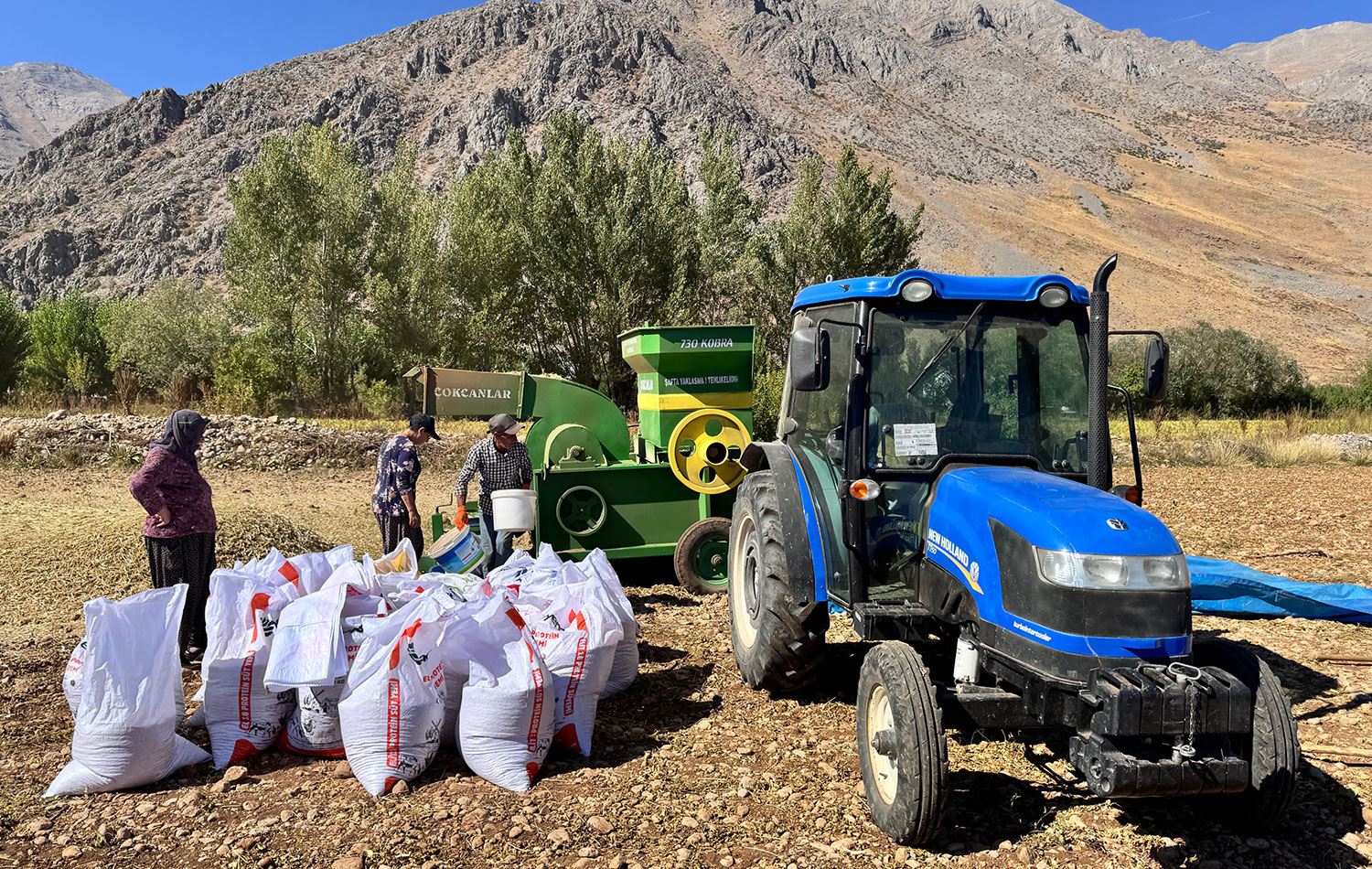 Dersim'de fasulye hasadı başladı. / Foto: Ali Haydar Gözlü / Rûdaw