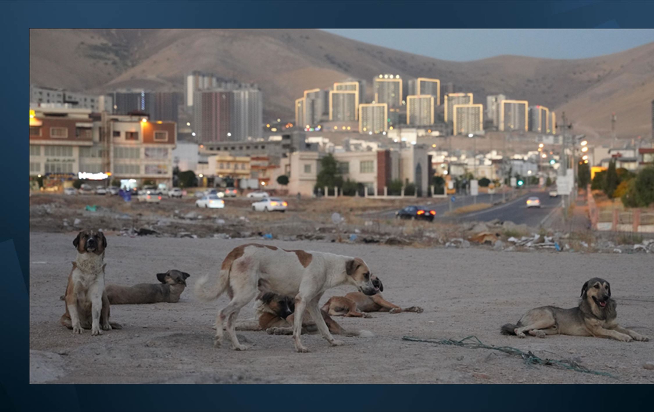 Sulaimani offers cash for captured stray dogs