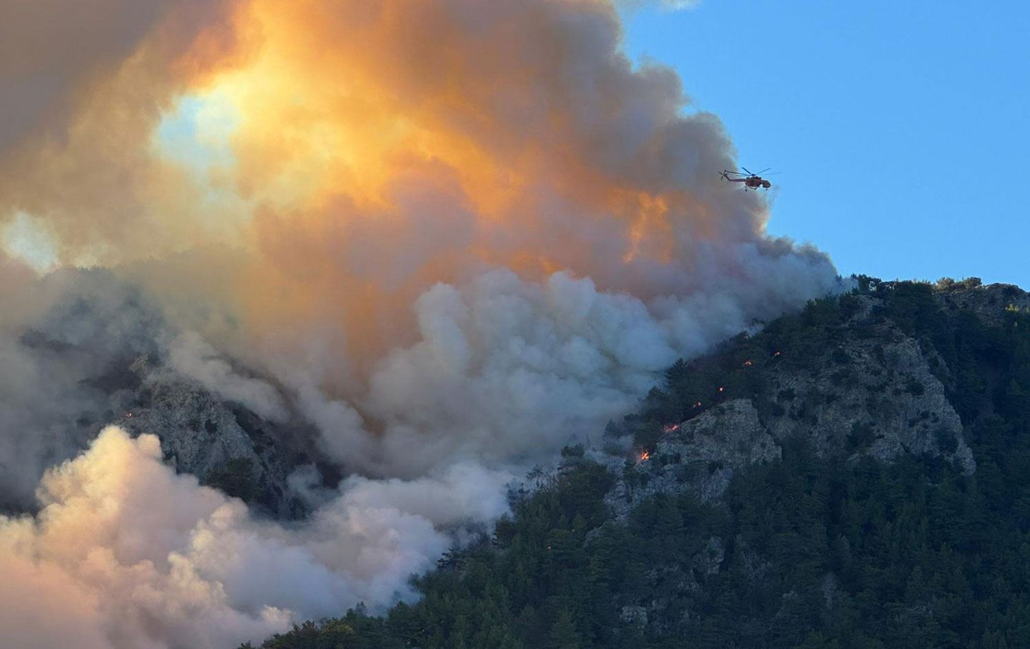 Daristana ku dişewite / Wêne: AA