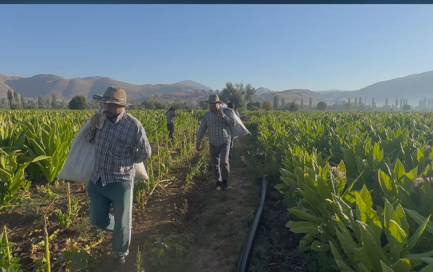 SEMSÛR - Li Deşta Bilamê dem dema zêrê kesk e