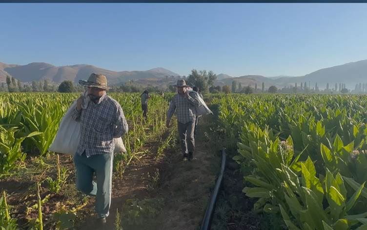 ADIYAMAN - Tütün hasadı başladı, 100 günlük zorlu yolda sona gelindi