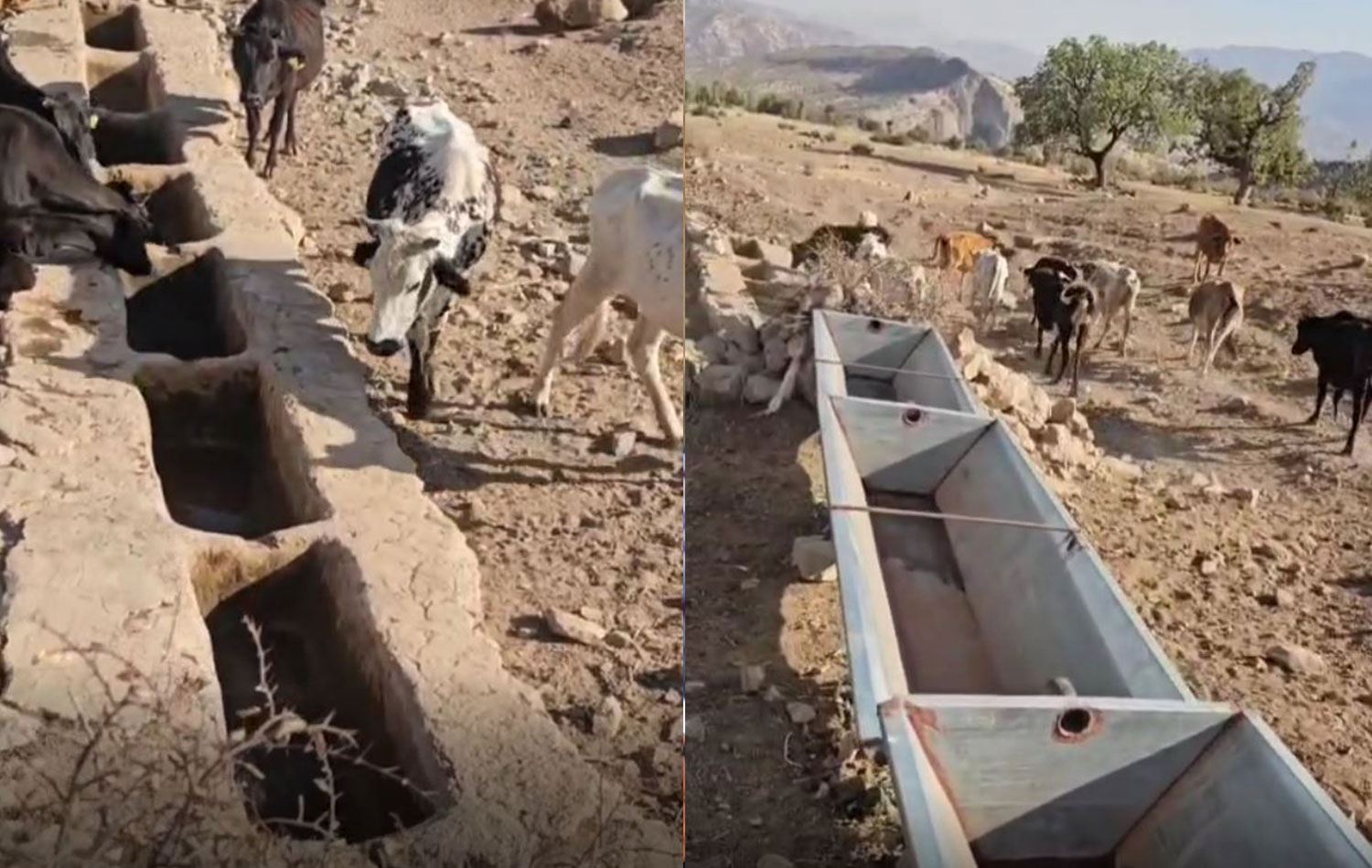 HAKKARİ - Hacıbey Deresi’ne girişler yasaklandı, hayvanlar susuz kaldı, köylüler perişan