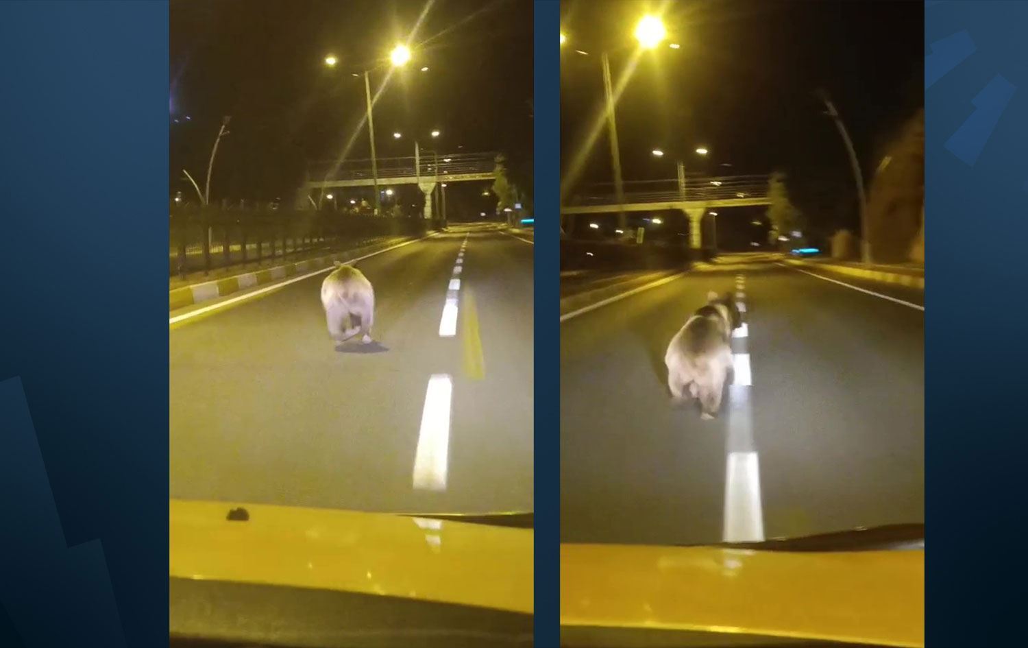 Li Dêrsimê hirç daket navenda bajêr