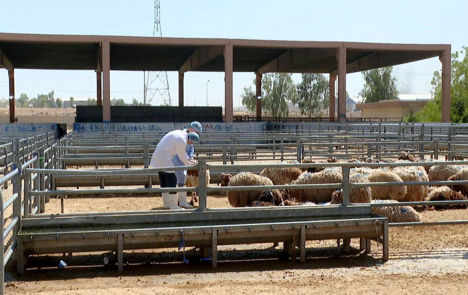 تەندروستیی عێراق بۆ رووداو: ئەم ساڵ 42 کەس بە تای خوێنبەربوون گیانیان لەدەستداوە