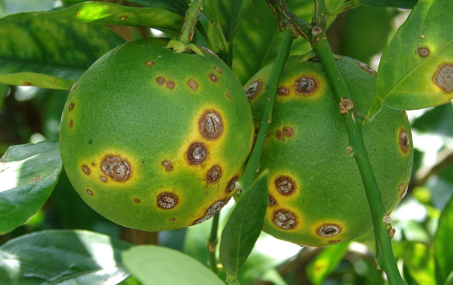 Selahaddin Üniversitesi'nden beş Kürt araştırmacı, yıllar süren çalışmalarının ardından "ağaç kanseri" (canker) olarak bilinen hastalığa karşı etkili ve biyolojik bir çözüm geliştirdi