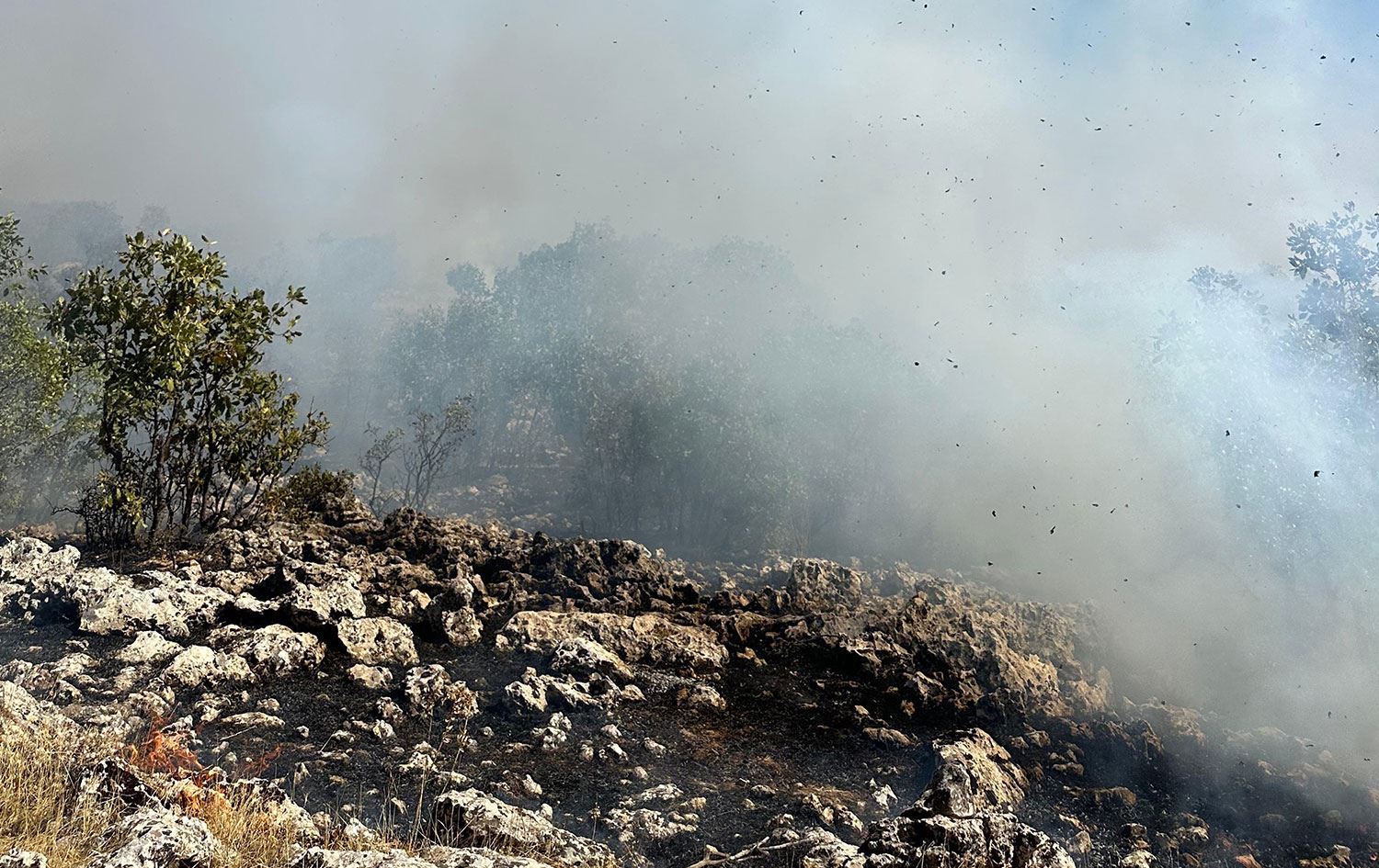 Foto: Orman İşletme Müdürlüğü