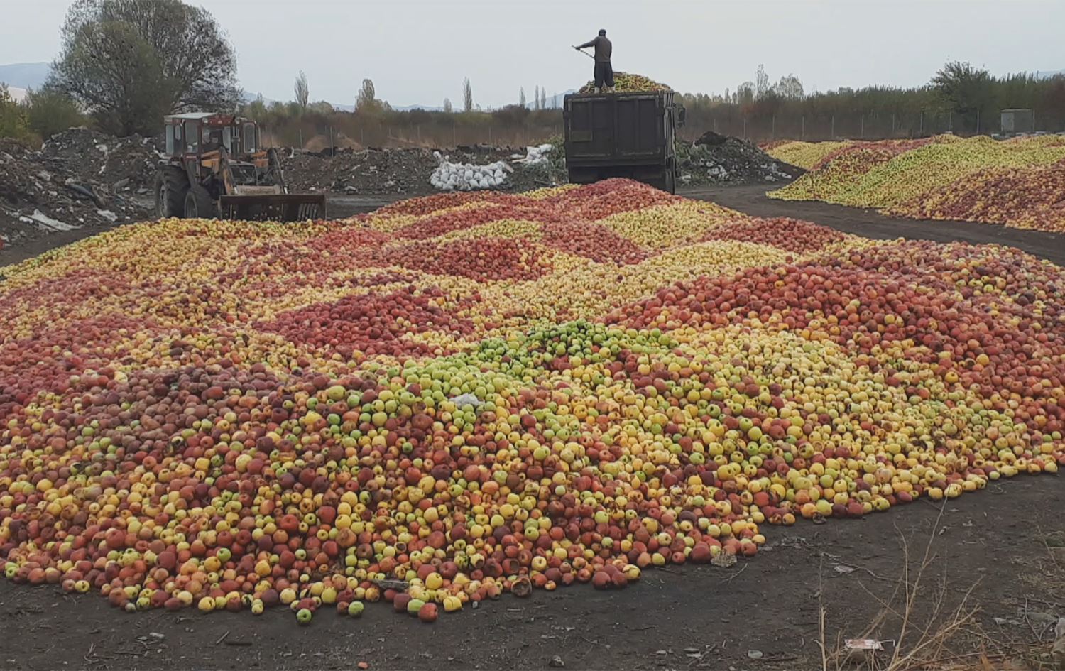Sêvên Urmiyeyê \ Wêne: Arşîv