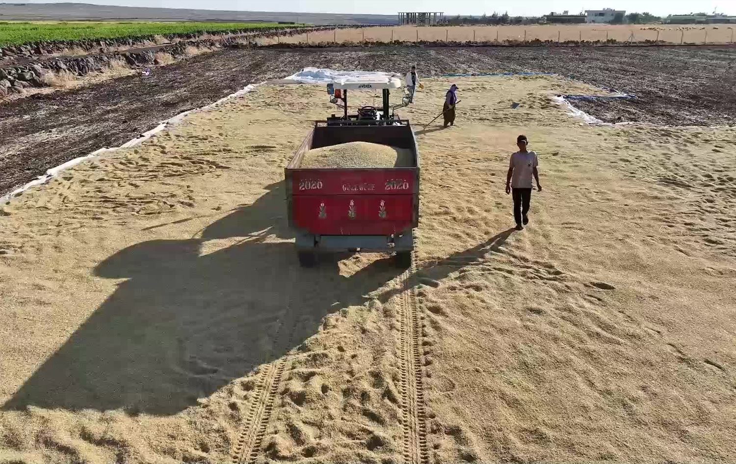Li Çiyayê Qerejdaxê dema çinîna birinc e / Wêne: ANKA